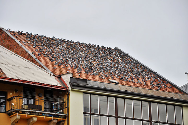 A2B Pest Control are able to install spikes to deter birds from roofs in West Croydon. 