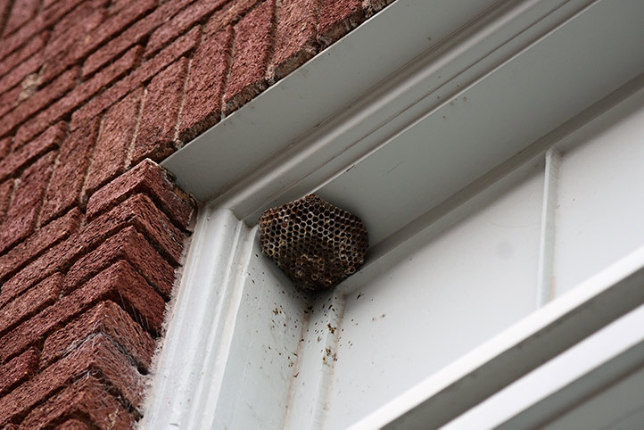 We provide a wasp nest removal service for domestic and commercial properties in West Croydon.